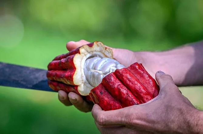 Craft Chocolate Tasting & Farm Tour