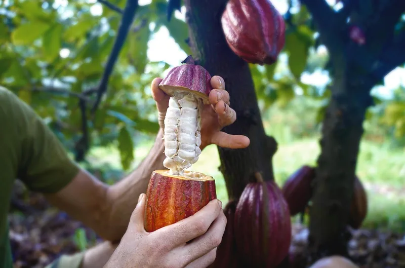 Organic Tropical Fruit Pick & Taste