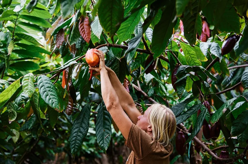 Lydgate Farms Chocolate Farm Tour & Tasting