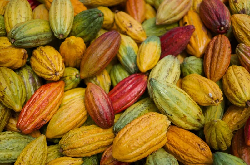 Ku'ia Estate Chocolate Tour & Tasting