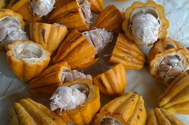Princeville Botanical Gardens & Chocolate Tasting