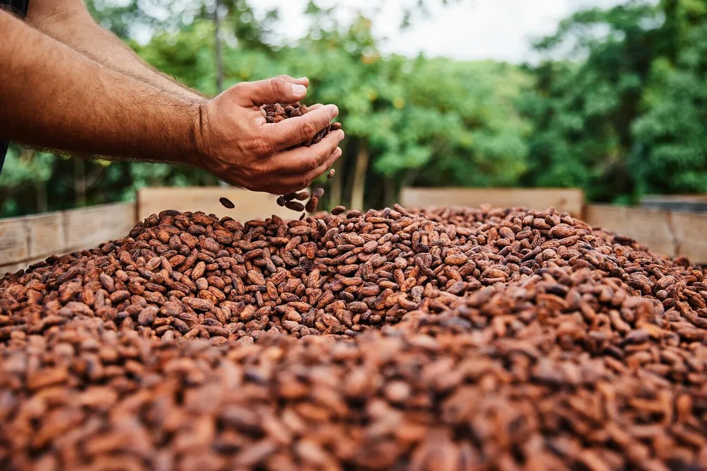Hands running through a bed of drying cacao beans