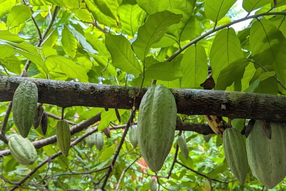 Green cacao pods growing along a branch