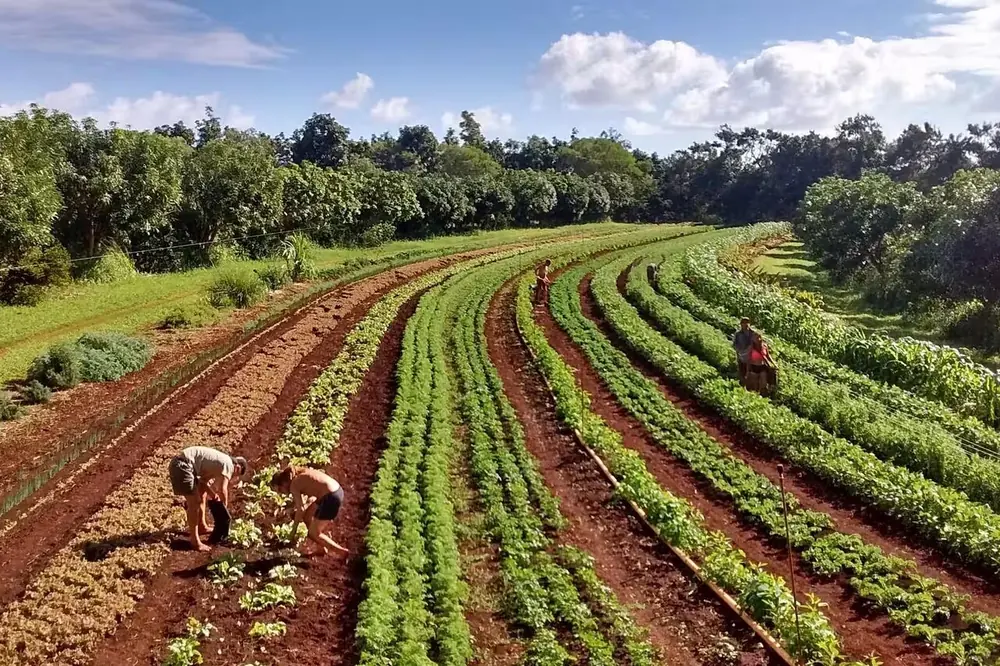 Rows of crops on a red-soil farm with forest behind