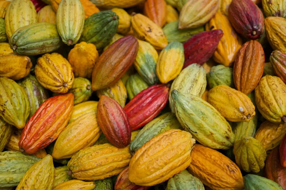 A pile of yellow, orange, red and green cacao pods