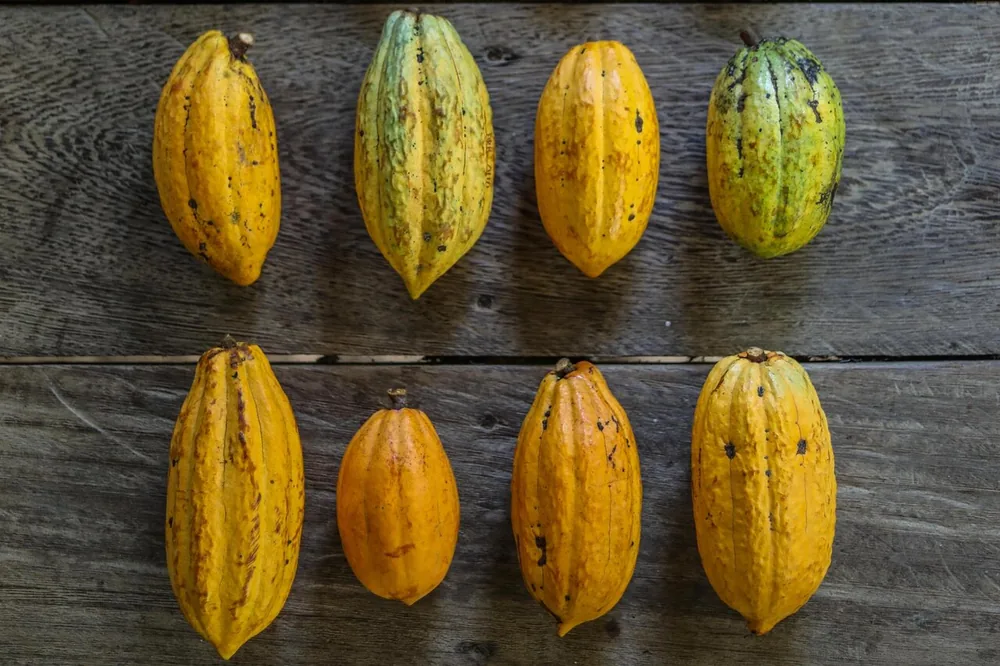 Yellow cacao pods laid out in rows on a wooden table
