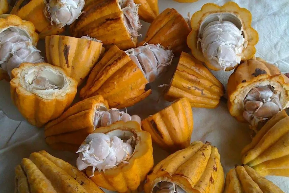 Opened yellow cacao pods showing the white pulp and beans