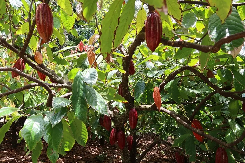 Red cacao pods hanging from trees in a shaded orchard
