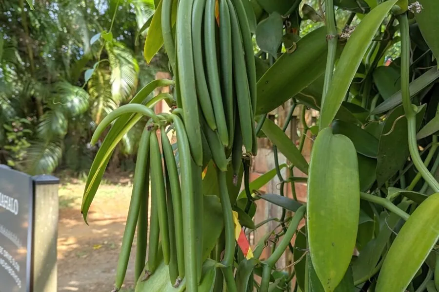 Green vanilla pods hanging from a vine